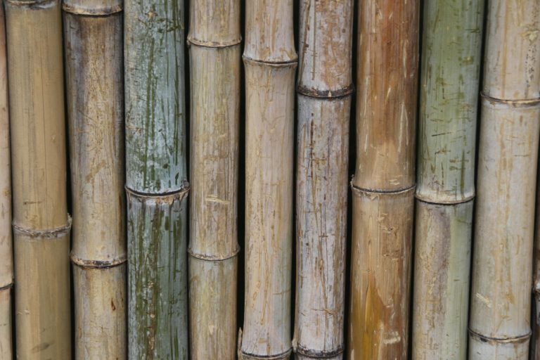 bamboo fence in louisiana